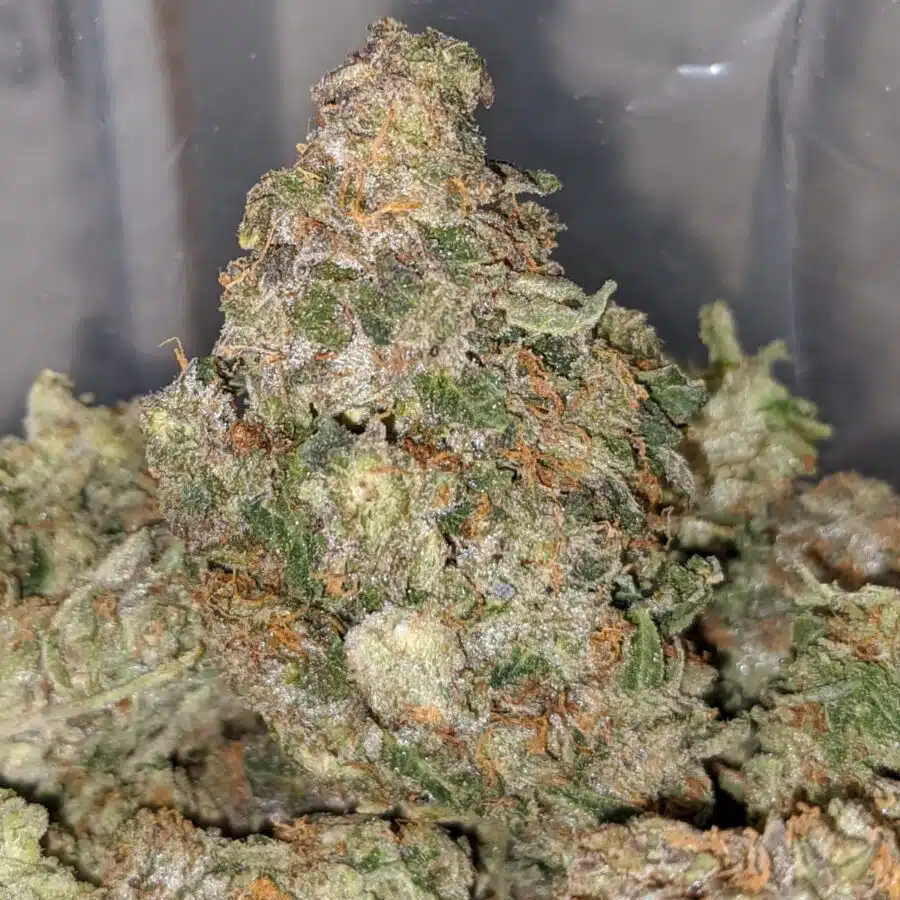 emmas khalifa kush 2 I Emma's Khalifa Kush