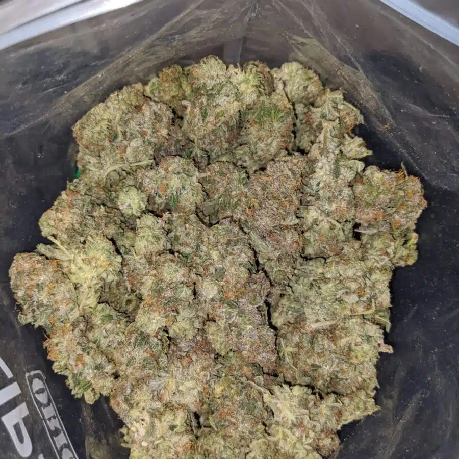 emmas khalifa kush 4 I Emma's Khalifa Kush