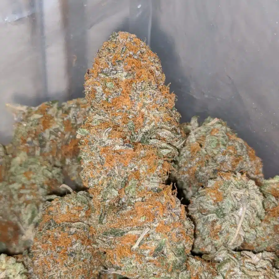 honey bun 1 I Honeycomb