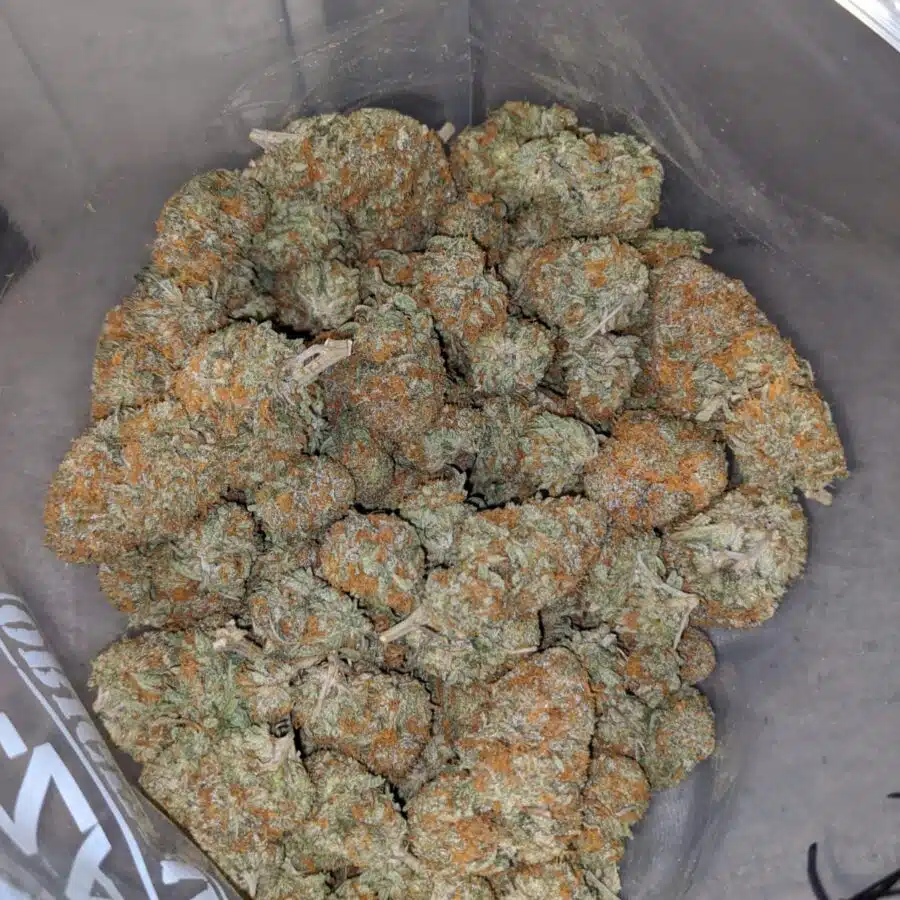 honey bun 3 I Honeycomb