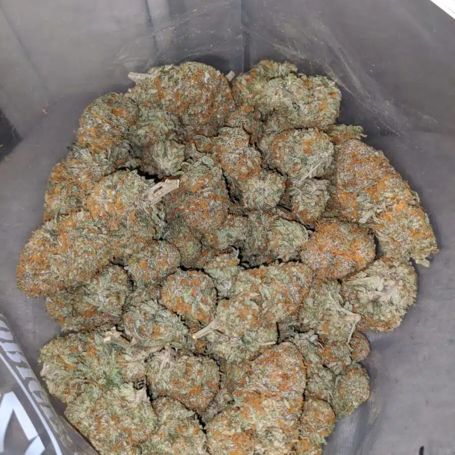 honey bun 4 I Honeycomb