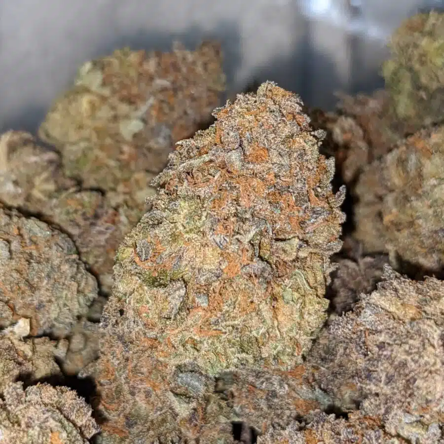 purple cheese dod 1 I Purple Cheese - *Deal Of The Day*
