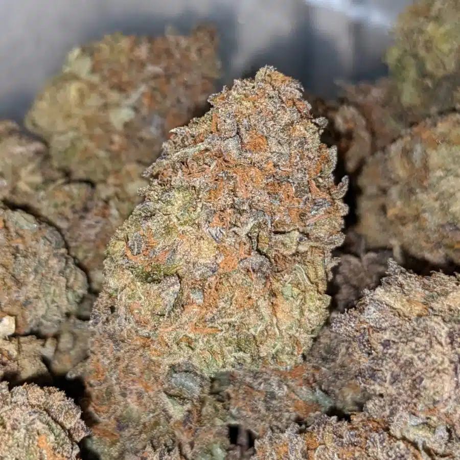 purple cheese dod 2 I Purple Cheese - *Deal Of The Day*