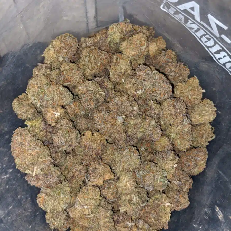 purple cheese dod 3 I Purple Cheese - *Deal Of The Day*