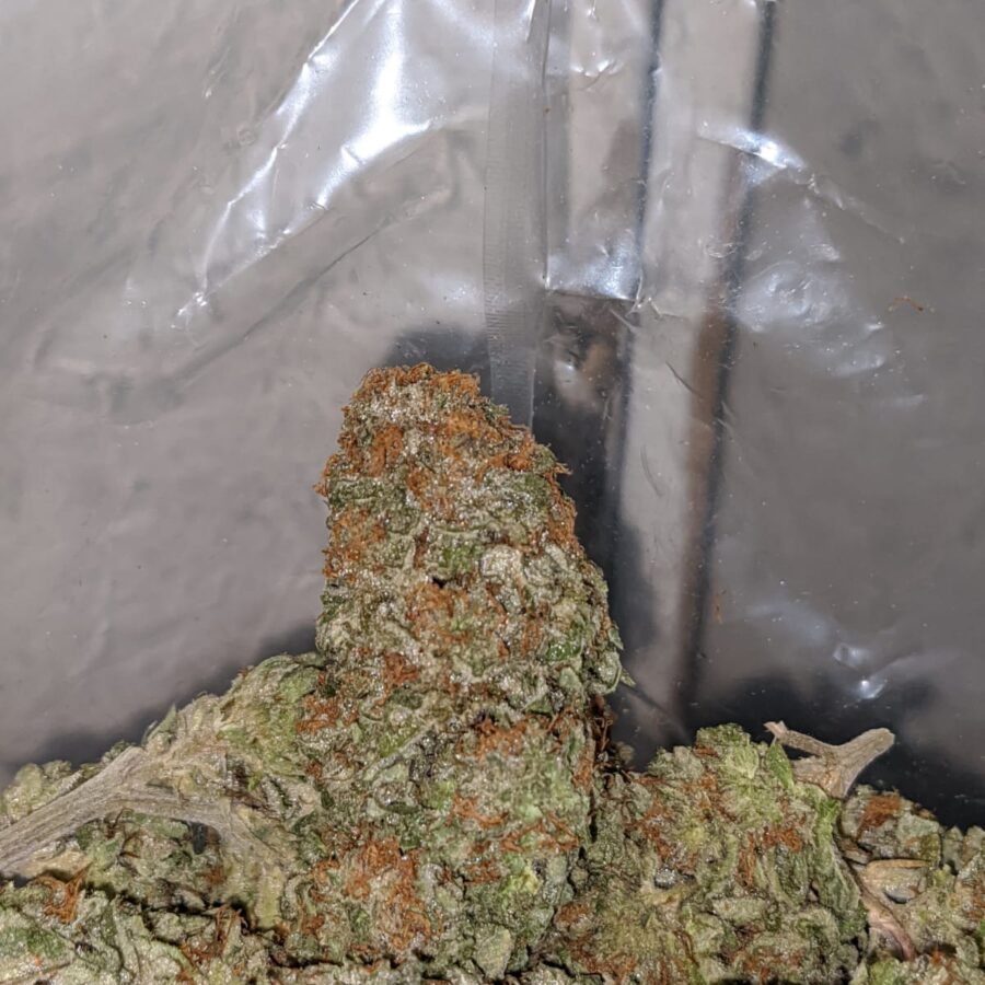 silver haze deal of the day 3 I Silver Haze - *Deal Of The Day*