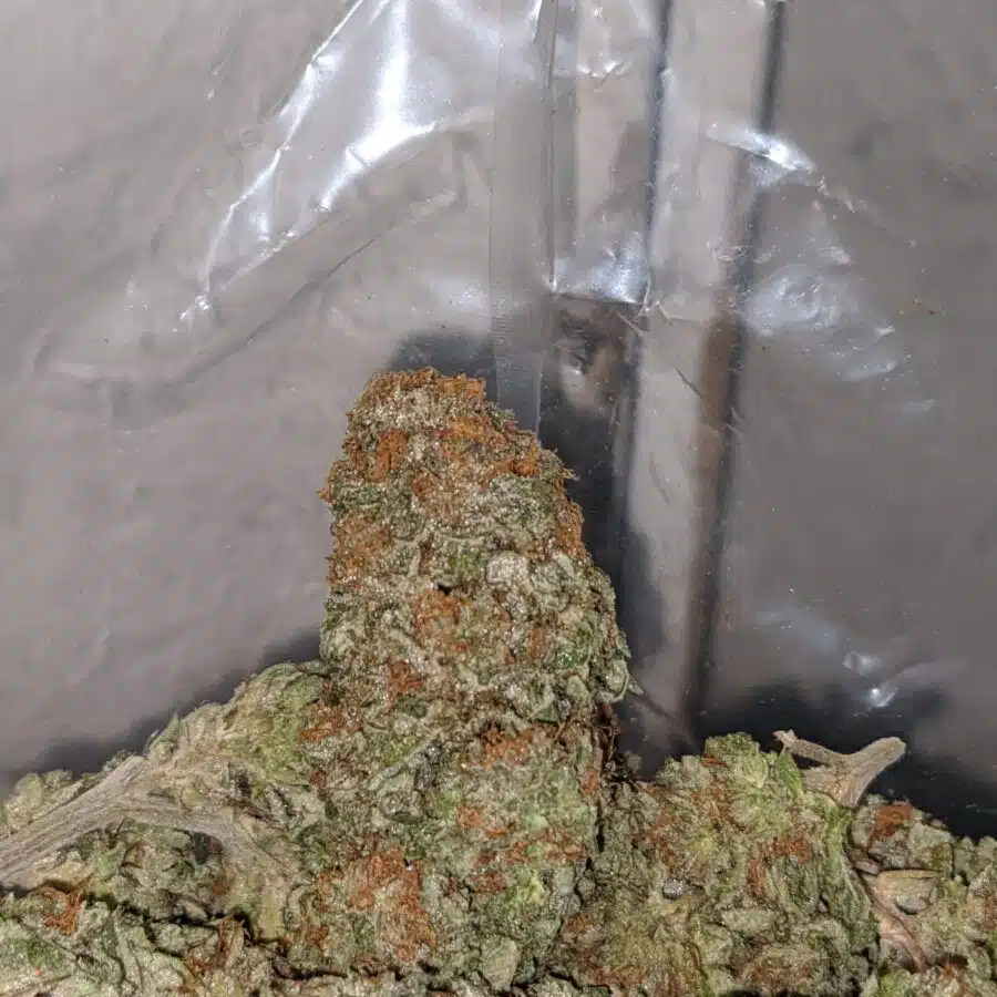 silver haze deal of the day 3 I Silver Haze - *Deal Of The Day*