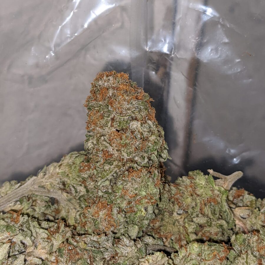 silver haze deal of the day 4 I Silver Haze - *Deal Of The Day*