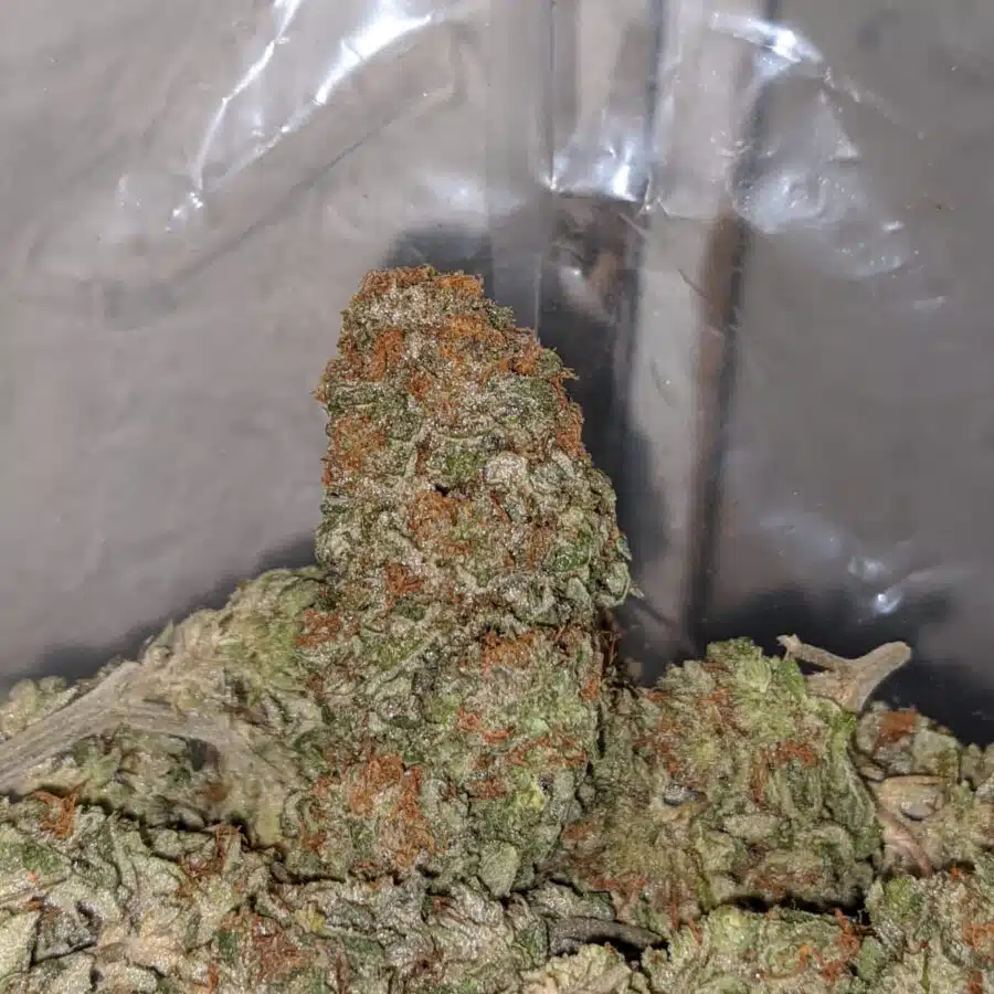 silver haze deal of the day 4 I Silver Haze - *Deal Of The Day*