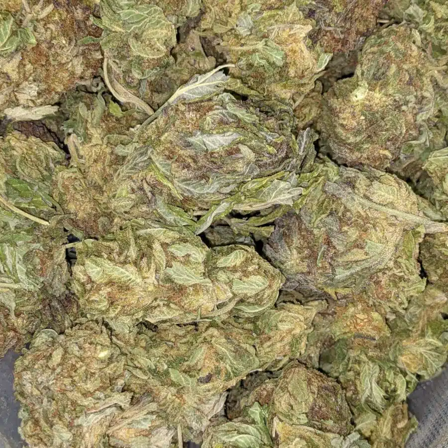 AA BULK CINDERELLA 2 I $69 Oz - Cinderella's Dream
