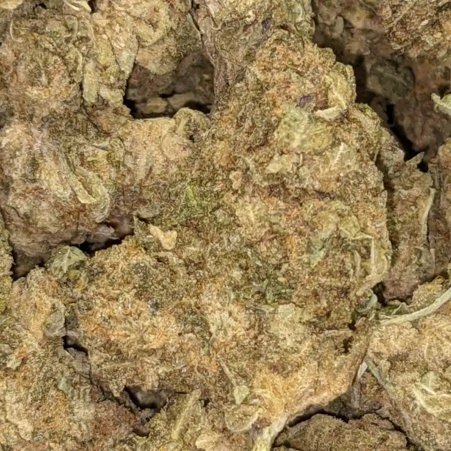 AA BULK GOD WIDOW 1 I AA+ Bulk God Widow