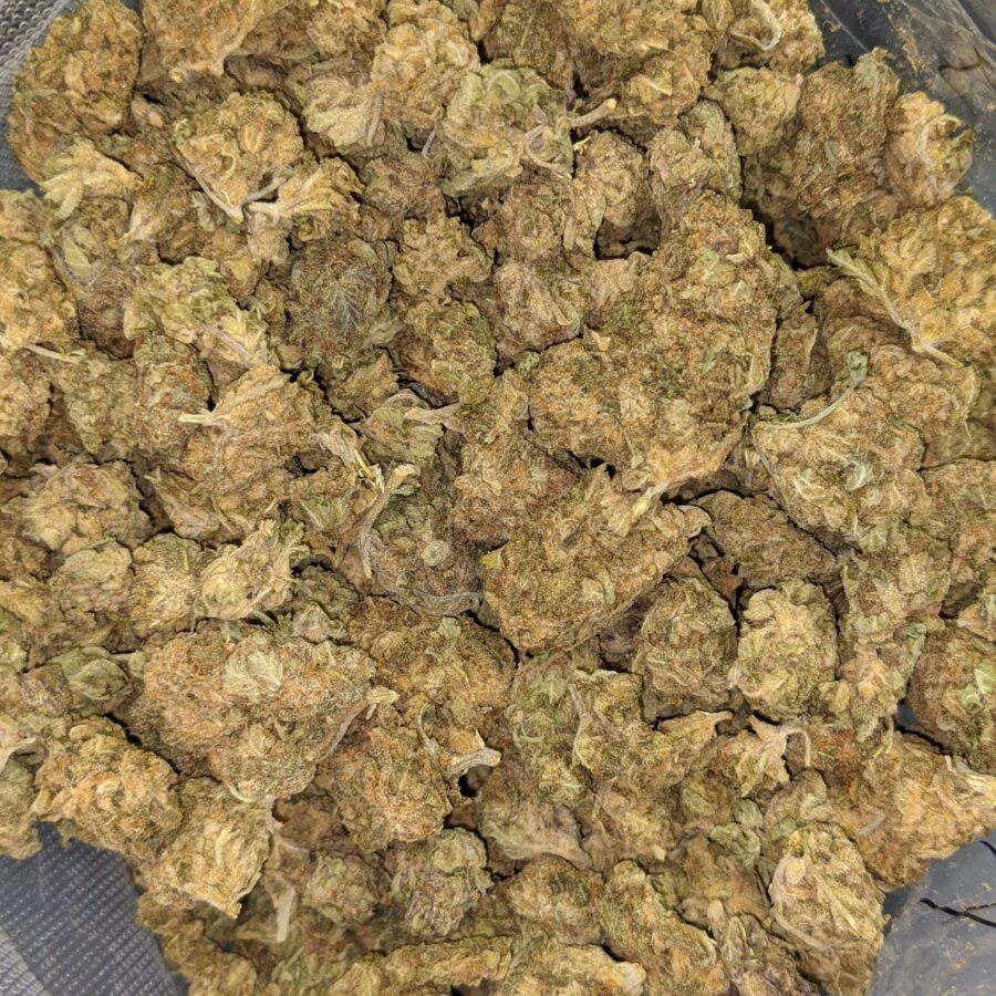 AA BULK GOD WIDOW 3 I AA+ Bulk God Widow