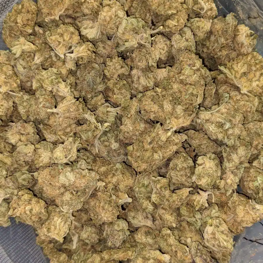 AA BULK GOD WIDOW 3 I AA+ Bulk God Widow