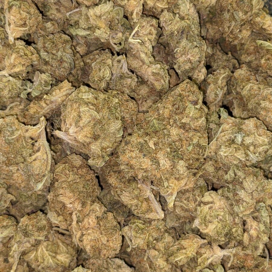 AA BULK GOD WIDOW 5 I AA+ Bulk God Widow