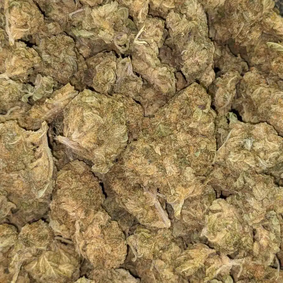 AA BULK GOD WIDOW 5 I AA+ Bulk God Widow