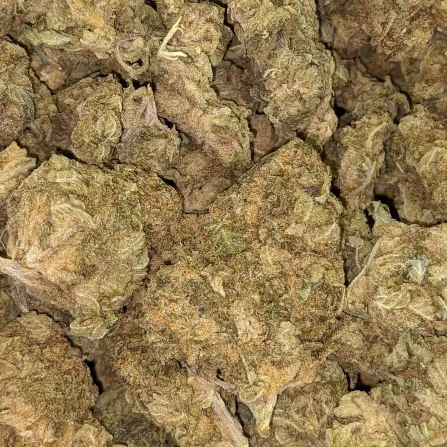 AA BULK GOD WIDOW 6 I AA+ Bulk God Widow