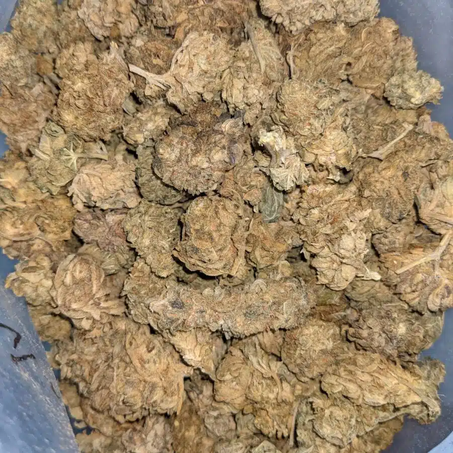 AA BULK INDICA 1 rotated I AA+ Indica Kush