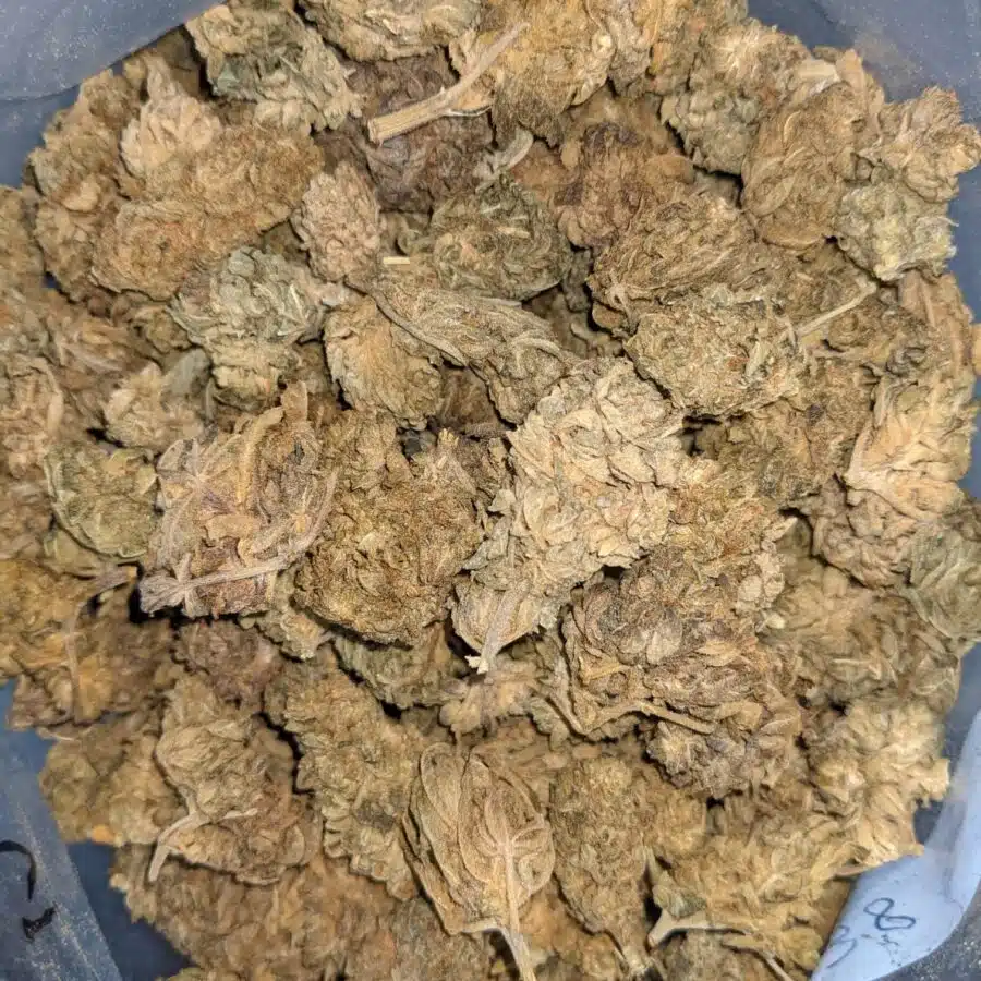AA BULK INDICA 2 rotated I AA+ Indica Kush
