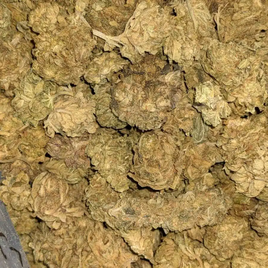 AA BULK INDICA 3 rotated I AA+ Indica Kush