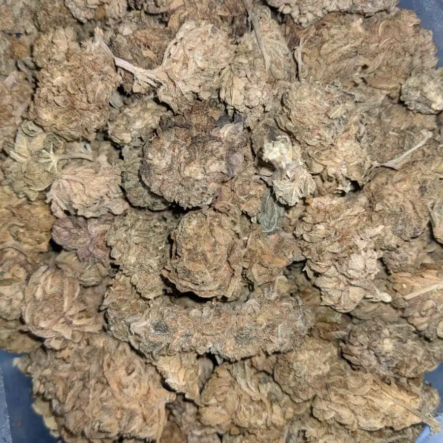 AA BULK INDICA 4 rotated I AA+ Indica Kush