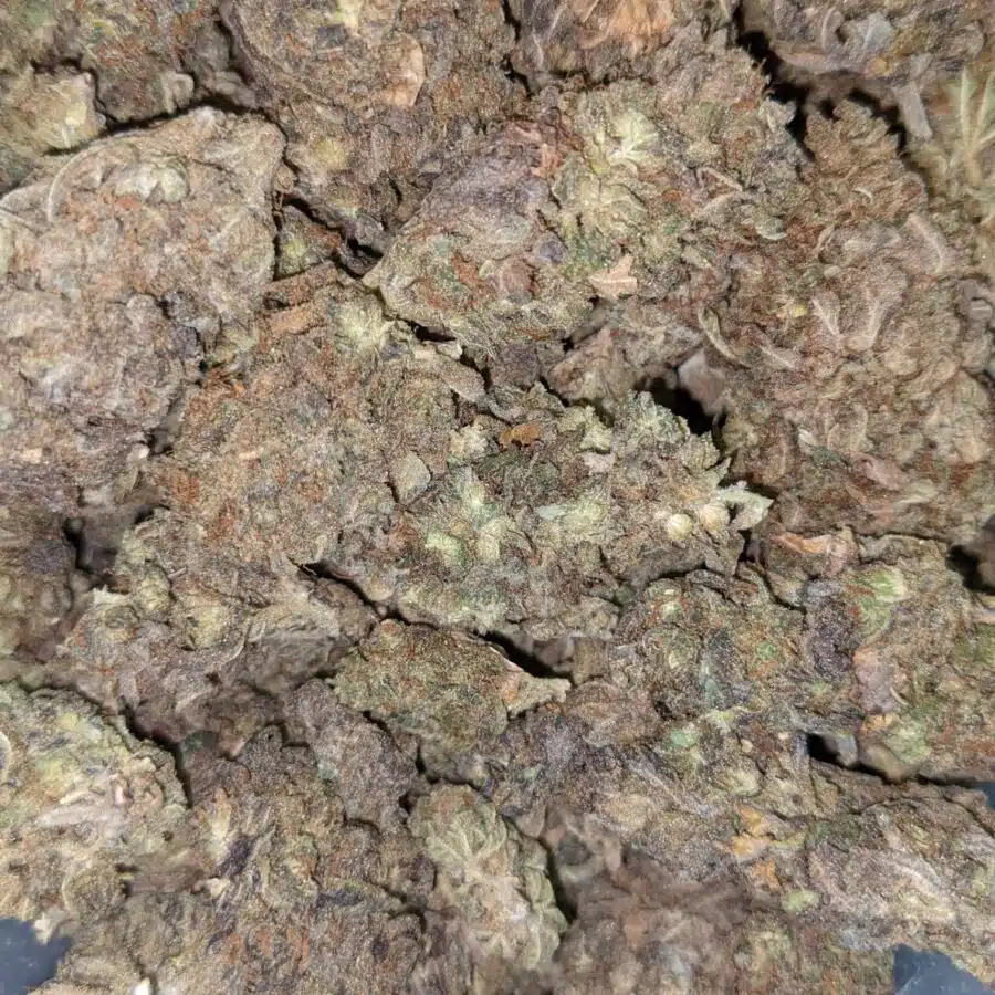 AA BULKSWEET MAMBA 1 I AA+ Bulk Sweet Mamba