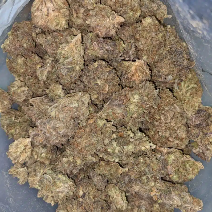AA BULKSWEET MAMBA 2 I AA+ Bulk Sweet Mamba