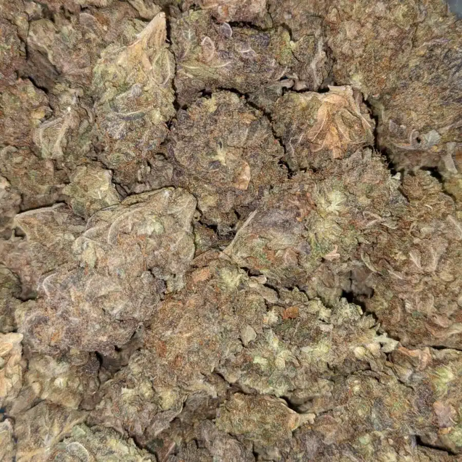AA BULKSWEET MAMBA 4 I AA+ Bulk Sweet Mamba