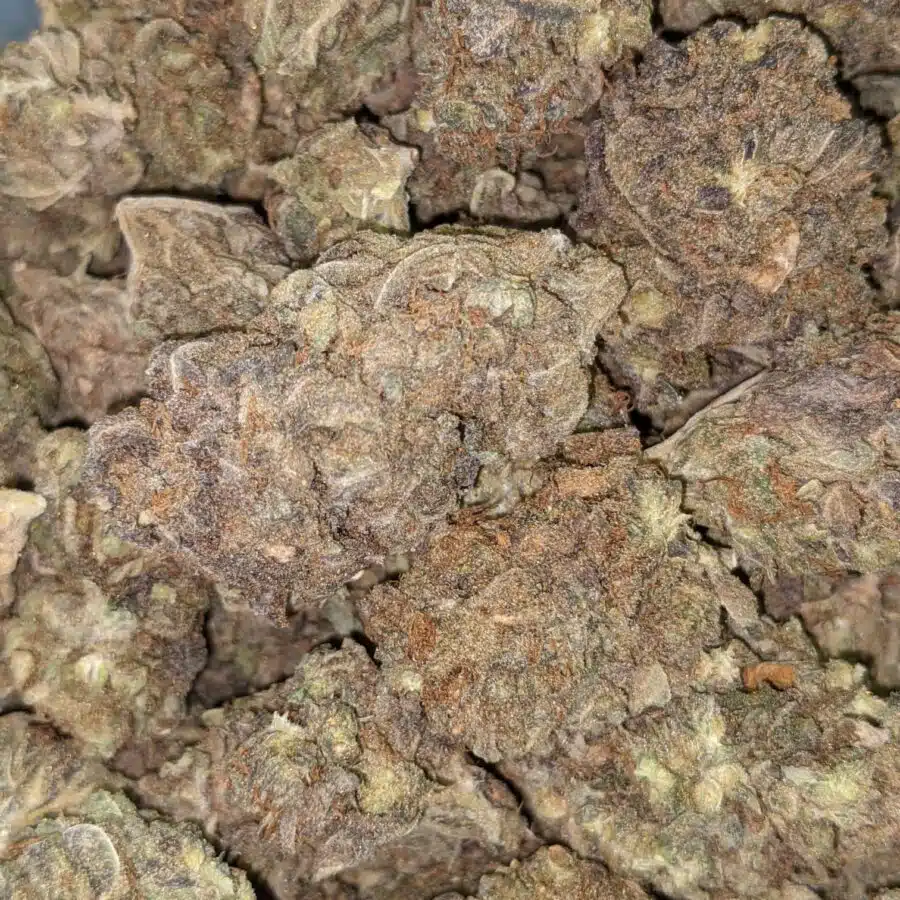AA BULKSWEET MAMBA 5 I AA+ Bulk Sweet Mamba