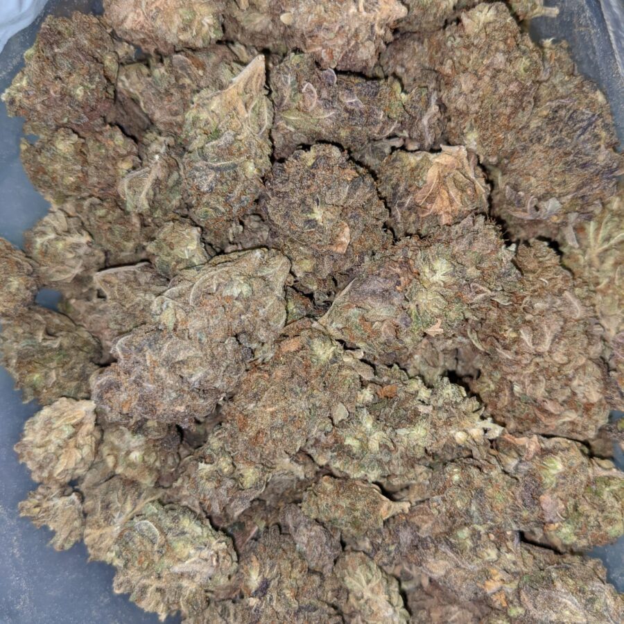 AA BULKSWEET MAMBA 6 I AA+ Bulk Sweet Mamba