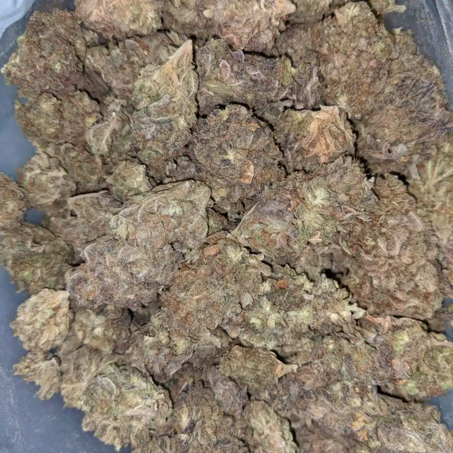 AA BULKSWEET MAMBA 6 I AA+ Bulk Sweet Mamba