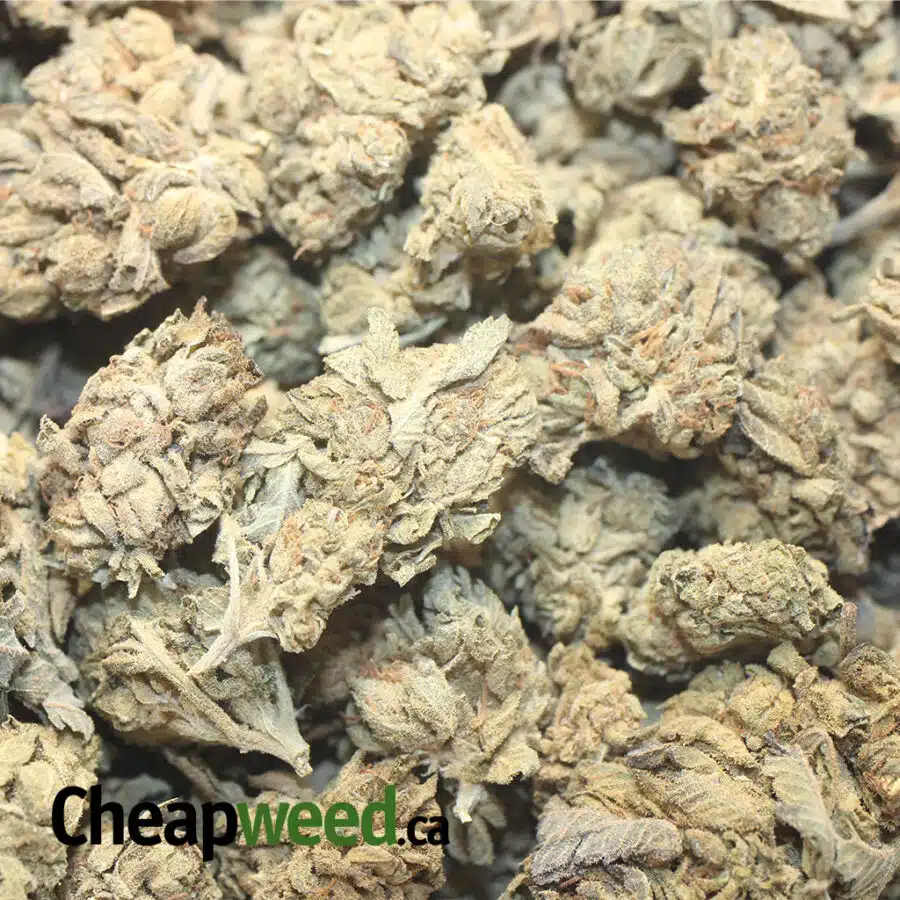 AA INDICA KUSH 1 I AA+ Indica Kush