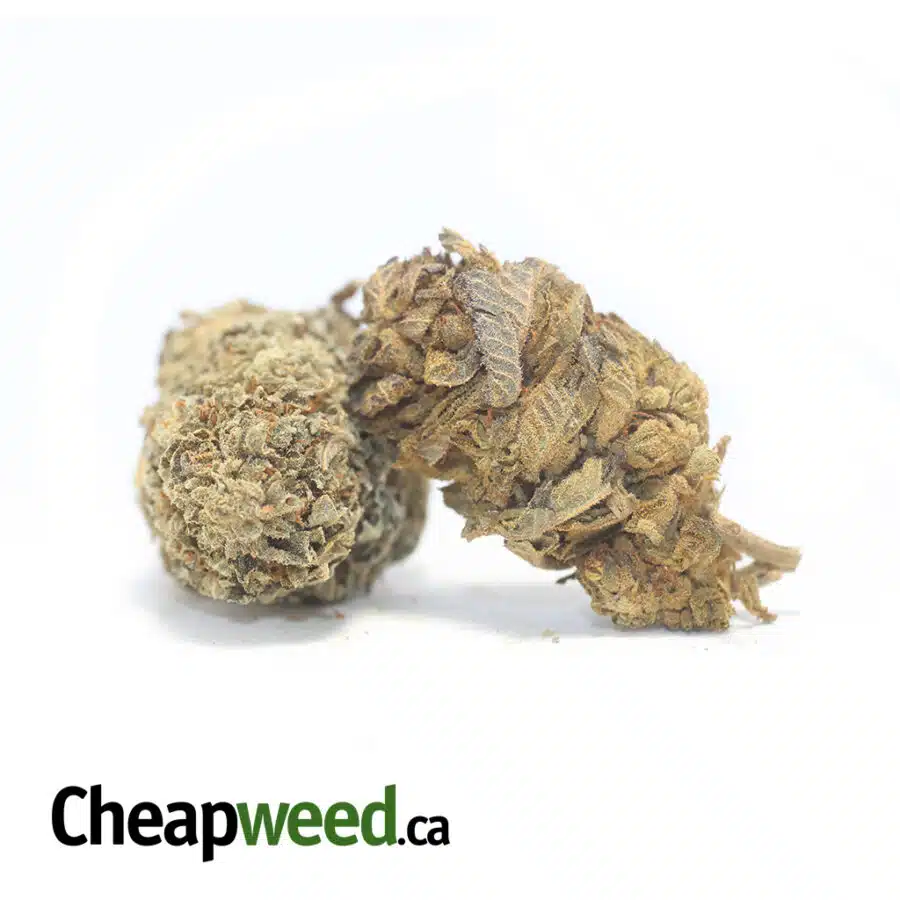 AA INDICA KUSH 3 I AA+ Indica Kush