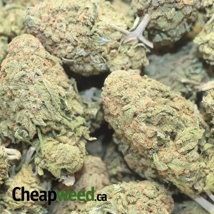 AA WHITE RHINO 1 I AA+ White Rhino