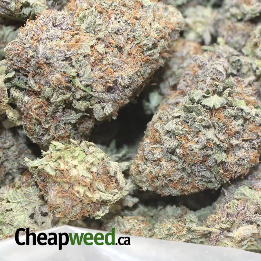 ACAPILCO PURPLE 1 I Acapulco Purple 25.56% THC