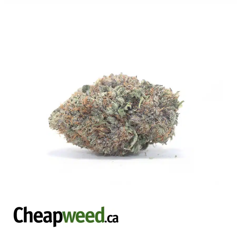 Acapulco Purple 25.56% THC