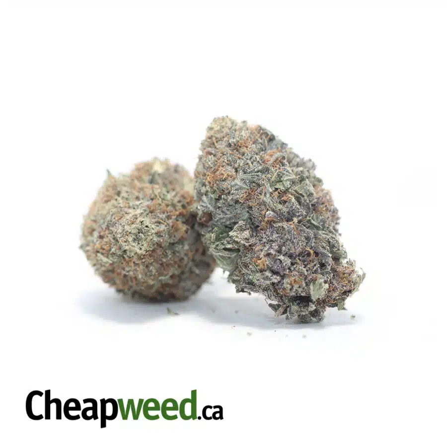 Alternative view of Acapulco Purple 25.56% THC