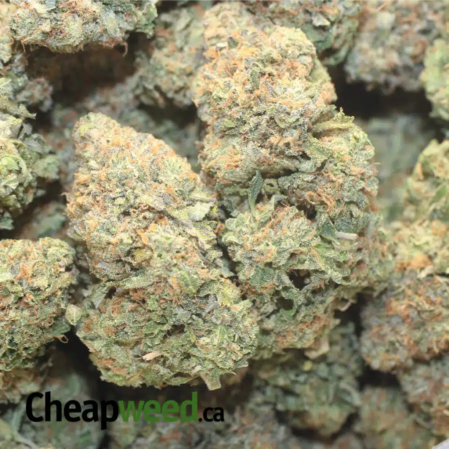BBP 19.5 ELJEFE 1 I $119 Oz - Purple Trainwreck