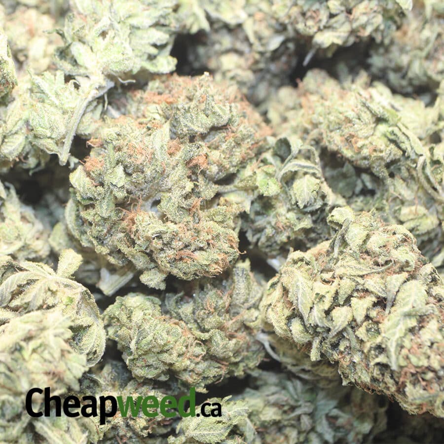 BBP 25 1 I Pink Champagne