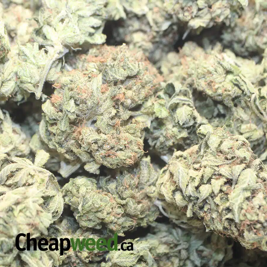 BBP 25 1 I Pink Champagne