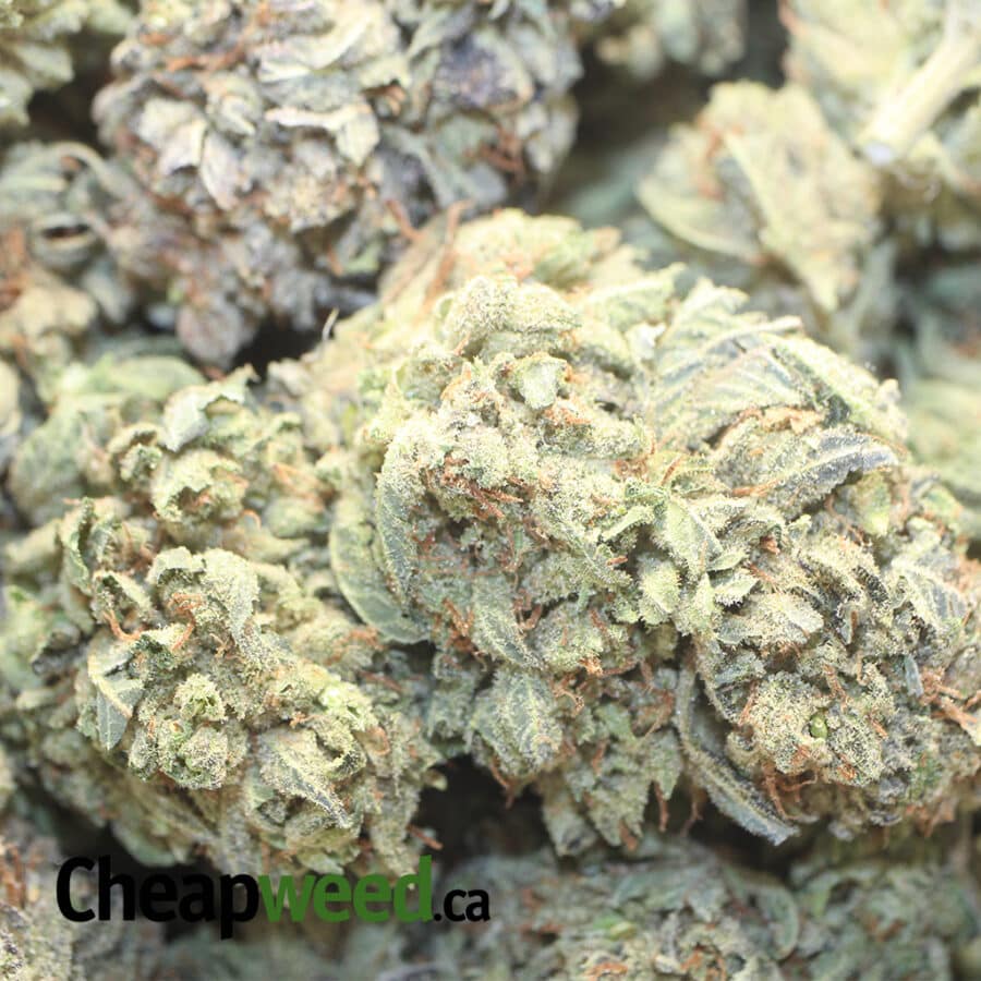 BLUE DREAM 1 I Blue Dream - *Deal of the Day*