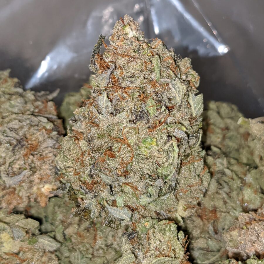 BLUE DREAM DOD 1 1 I Blue Dream - *Deal of the Day*