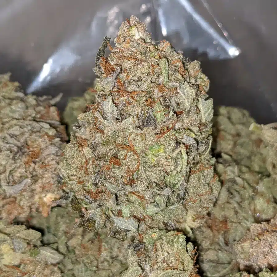 BLUE DREAM DOD 1 1 I Blue Dream - *Deal of the Day*