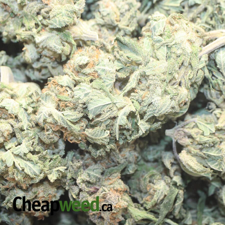 BLUE MAGIC 1 I Blue Magic - *Deal of the Day*