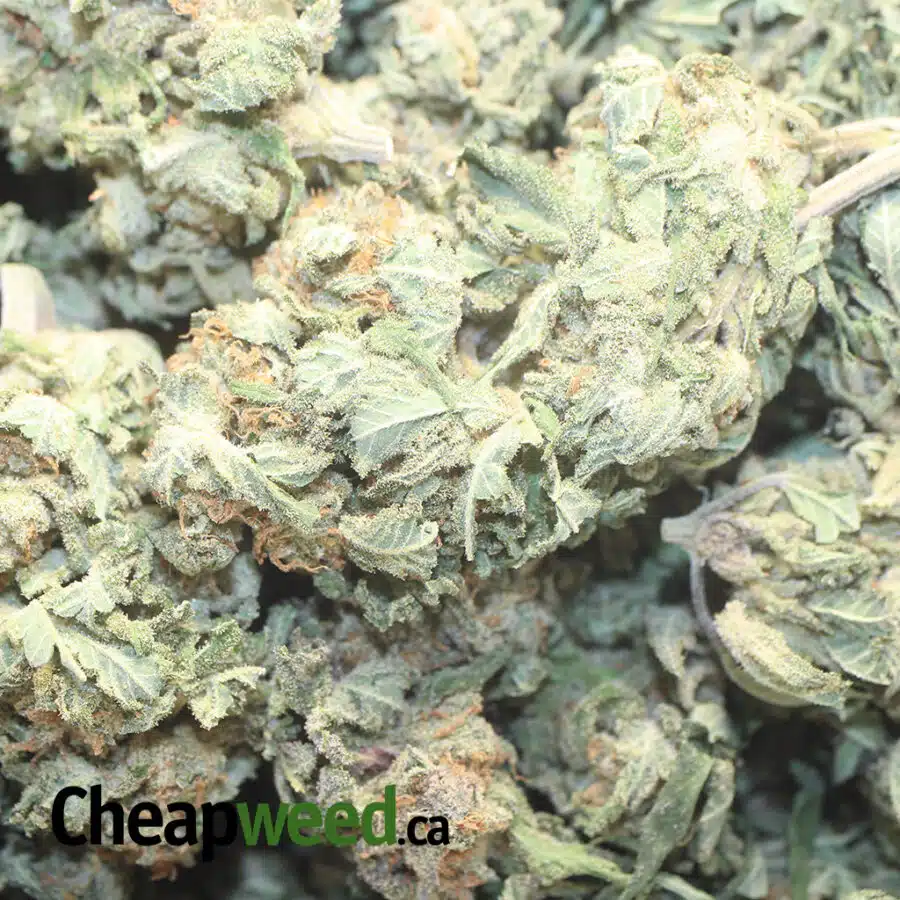 BLUE MAGIC 1 I Blue Magic - *Deal of the Day*