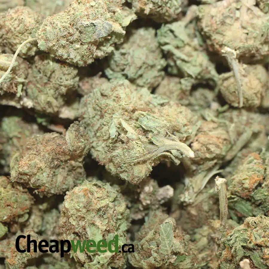 CHEAP WEED HYRBRID 1 I Cheapweed Hybrid AA+