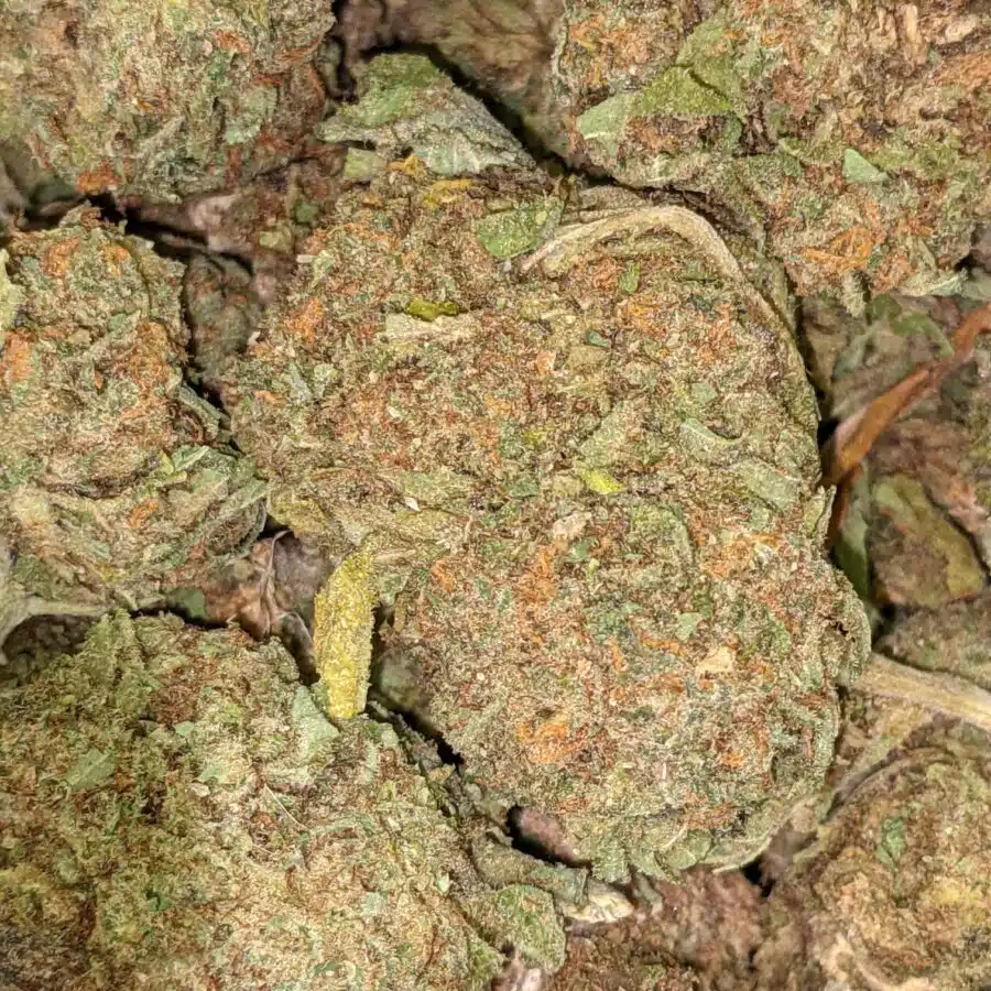 CHEAPWEED HYBRID 1 I Cheapweed Hybrid AA+