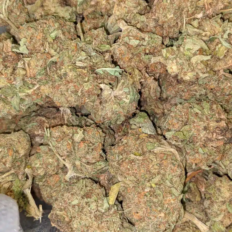 CHEAPWEED HYBRID 2 I Cheapweed Hybrid AA+