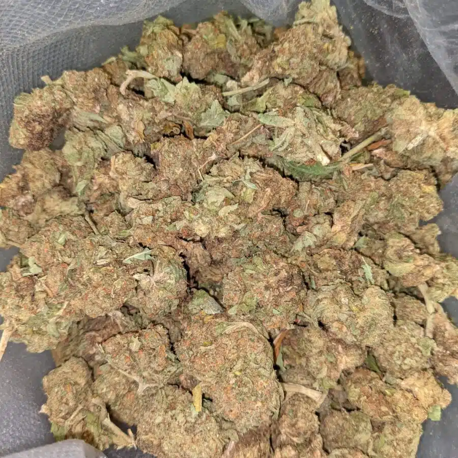 CHEAPWEED HYBRID 3 I Cheapweed Hybrid AA+