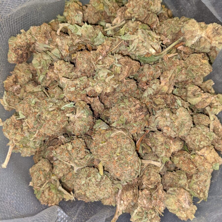 CHEAPWEED HYBRID 4 I Cheapweed Hybrid AA+