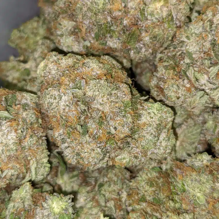 COMATOSE 26.49 1 I $109 Oz - Comatose
