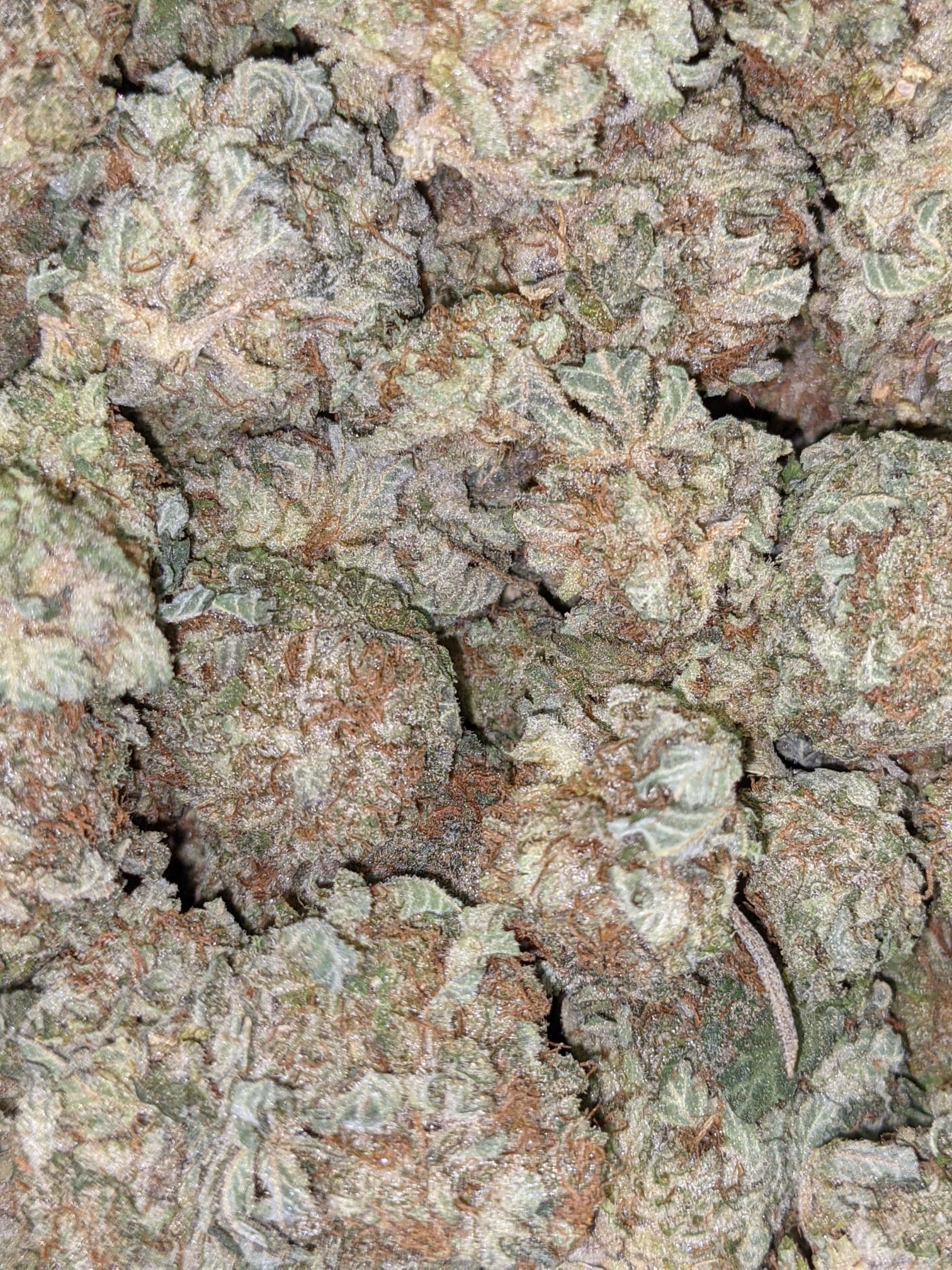 Double Dream - Image 8